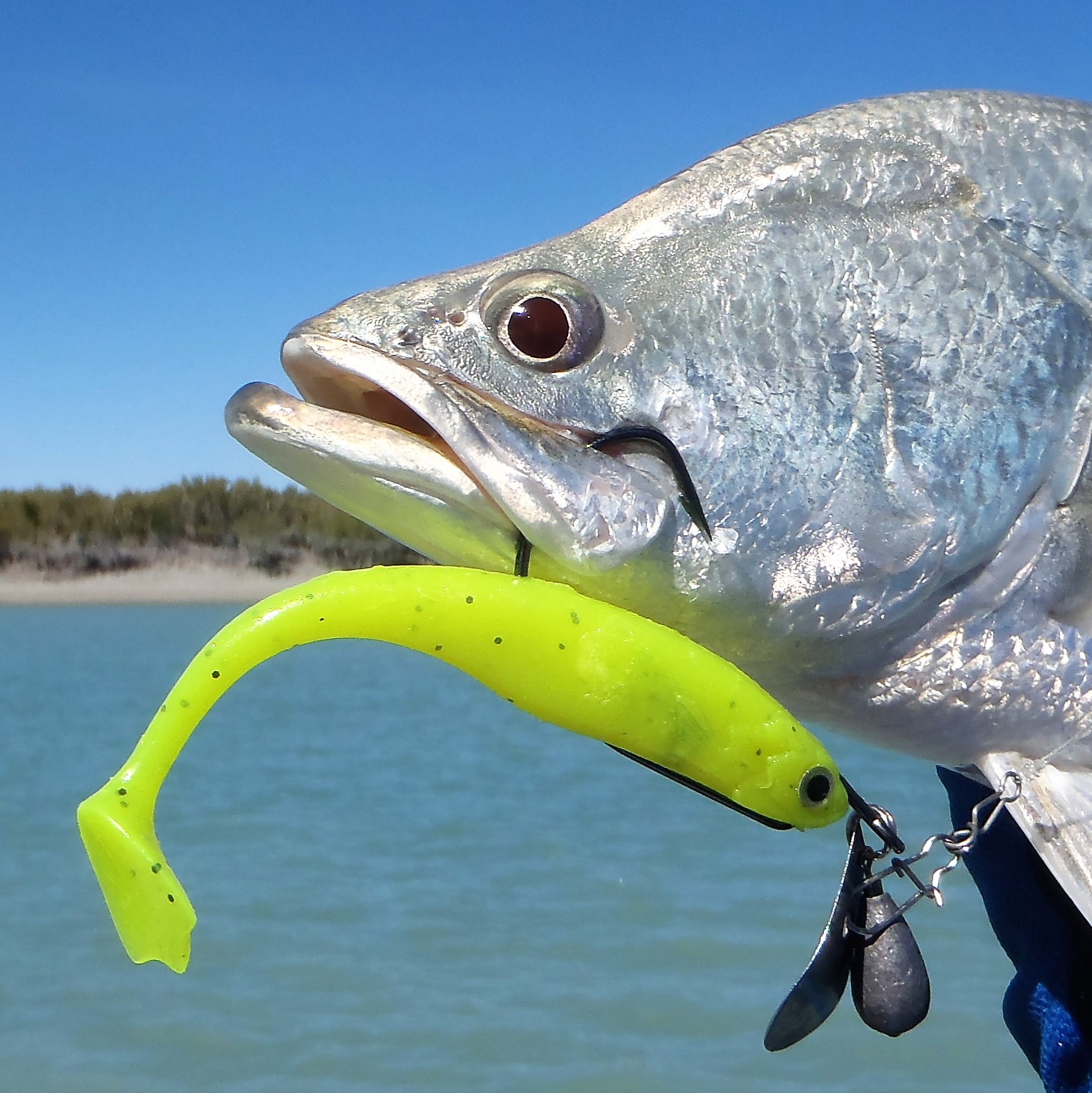 Swimerz 100mm Soft Shad Paddle Tail lure Blue Seas Tackle Co